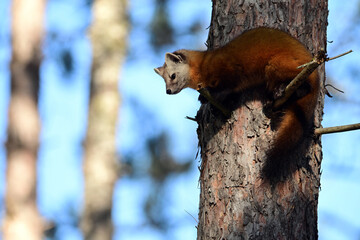 Obraz premium Cute American Pine Marten climbs through the pine trees along the edge of a forest in Algonquin Provincial Parkin Ontario Canada