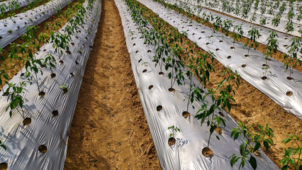 horticultural chili farming system with plastic mulch