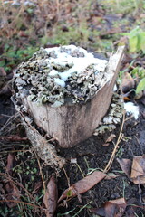 A tree stump with moss growing on it