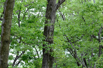 Obraz premium 森の若葉