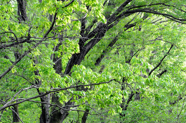 森の若葉