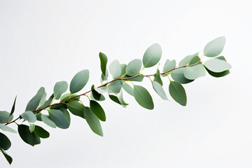 a branch of eucalyptus leaves against a white background
