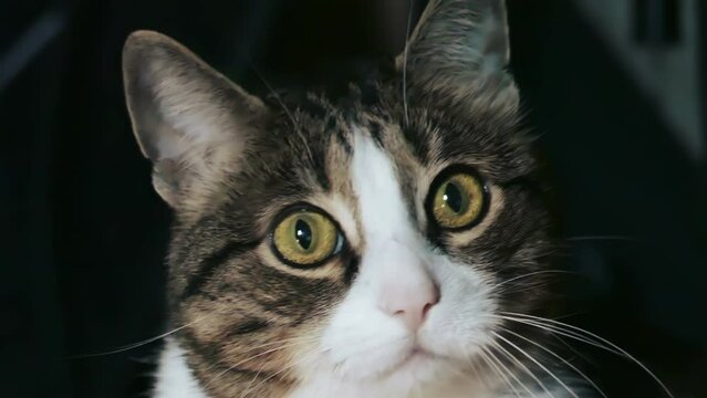 Cat looks into the camera in slow motion. Cat emotions on a brown background. Pet gray cat footage for design and advertising.
