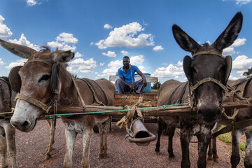 donkey card with four donkeys on a cart carry water drums near the highway