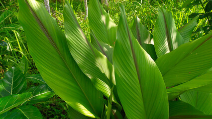 Fototapeta premium green turmeric or Curcuma longa leaves