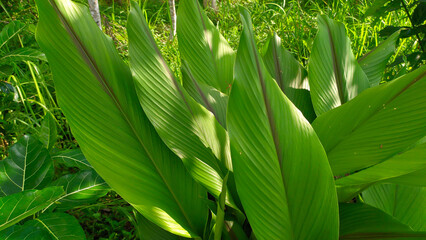 green turmeric or Curcuma longa leaves