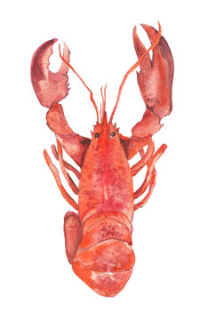 recommend clip art: Lobster Watercolor illustration Food clipart on transparent background Seafood 