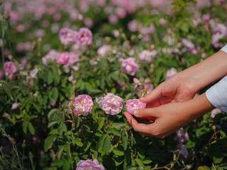 woman picking roses in Field of Damascena roses in sunny summer day . Rose petals harvest for rose...