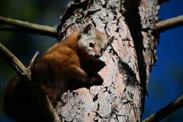 Cute American Pine Marten climbs through the pine trees along the edge of a forest in Algonquin Provincial Parkin Ontario Canada