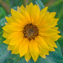 Beautiful Closeup Yellow Sunflower on a Green Background