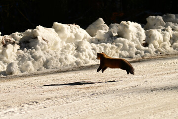 Cute American Pine Marten runs across a snow covered road 