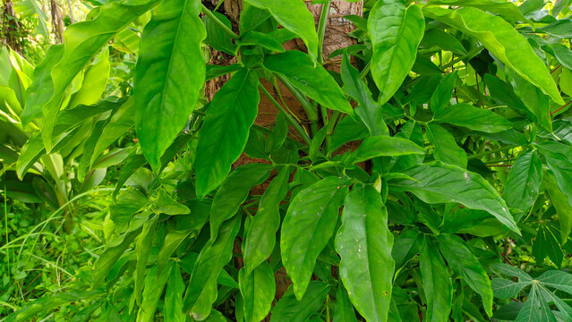 Vines or parasites of the Green
Angustatum