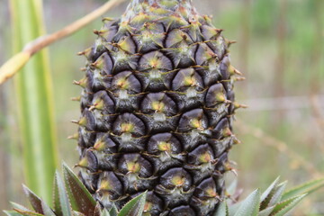 pineapple texture