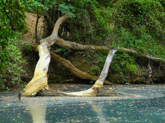 Landscape where a dead tree emerges from the water of the Bresque river in Sillans-la-cascade in the Var department in Provence in France