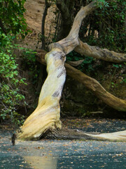 tree in water