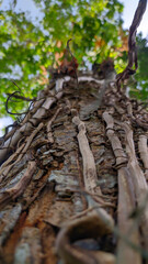 texture of vine roots on tree trunk
