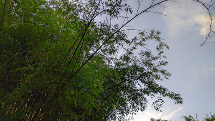 Bamboo trees with dense leaves in Indonesia