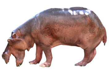 Big hippopotamus on a white background.