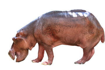 Big hippopotamus on a white background. - Powered by Adobe