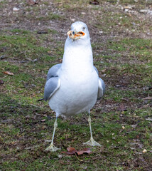 Seagull with Food in Mouth