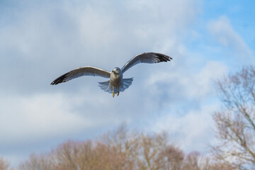 Seagulls Flying in a Natural Setting - Birds on a Sky Blue Background - Lindenhurst NY Fireman's Memorial Park