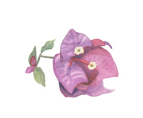 Bougainvillea flower Watercolor hand drawn illustration Pink, purple and green botanical png...