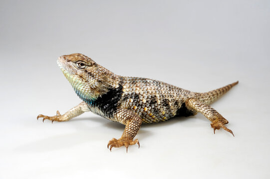 W&uuml;sten-Stachelleguan // Desert Spiny Lizard (Sceloporus magister)