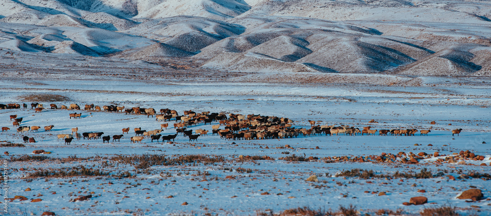 Poster Mountains winter Kyrgyzstan panoramic landscape with flock of sheep