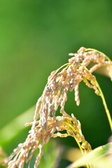 稲穂　中浜の棚田（新潟県）