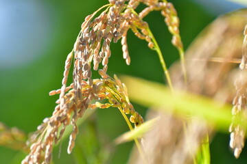 稲穂　中浜の棚田（新潟県）