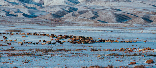 Mountains winter Kyrgyzstan panoramic landscape with flock of sheep