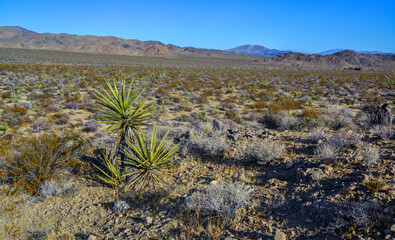 Rock desert landscape in California, yucca, cacti and desert plants in the foreground.