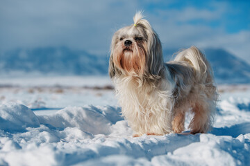 Shih tzu dog standing on mountains background in winter
