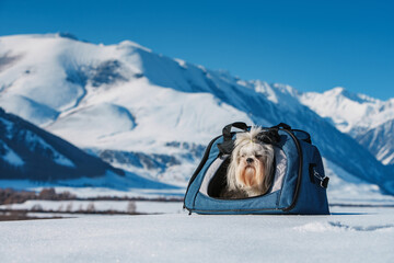 Shih tzu dog sitting in pet carrier on winter mountains background