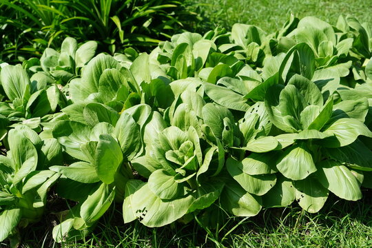 Green Pakchoi planted in the plot.