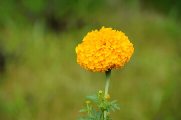 Beautiful yellow Tagetes erecta in the garden.