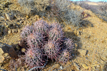 Naklejka na ściany i meble Echinocactus polycephalus, Cottontop Cactus, Many-headed Barrel Cactus, Cannonball Cactus. Cacti in the Arizona desert.