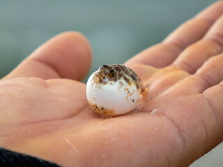 baby newborn tiny inflated small puffer fish on a fisherman hand in baja california sur, mexico,...
