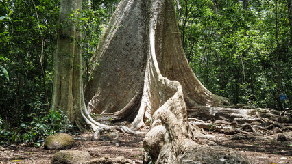 The view of Cat Tien National Park in Vietnam