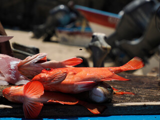 detail of fresh caught fish cutting and cleaning in fisherman beach Punta Lobos near todos santos,...