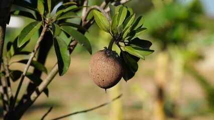 Sapodilla fruit infested by aphids.