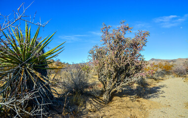 Rock desert landscape in California, yucca, cacti Cylindropuntia sp. and desert plants in the...