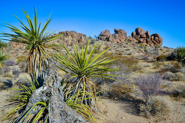Rock desert landscape in California, yucca, cacti and desert plants in the foreground.