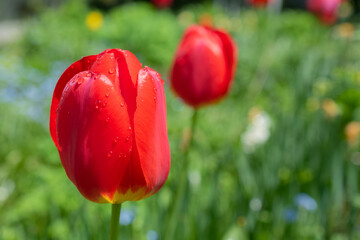Obraz premium 雨上がりの赤いチューリップ 