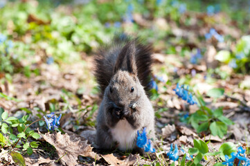 春の花が咲く林で餌を食べるエゾリス