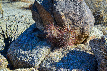 Landscape of a stone desert, Group of cacti among stones -Echinocereus engelmanii, Joshua Tree...