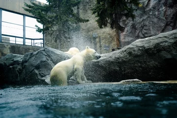 Wandaufkleber 白熊 © naomi