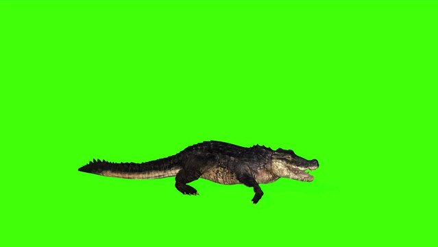 one 3d alligator running fast cycle view on the green screen loop animation, Reptile animal crocodile alligator walking on chroma key render, dangerous animal 4k render