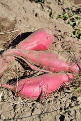 サツマイモ　シルクスイート