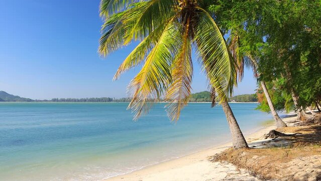 Beautiful coconut palm tree on tropical beach